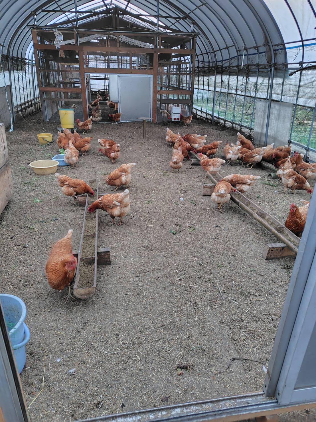 平飼い卵の鶏舎