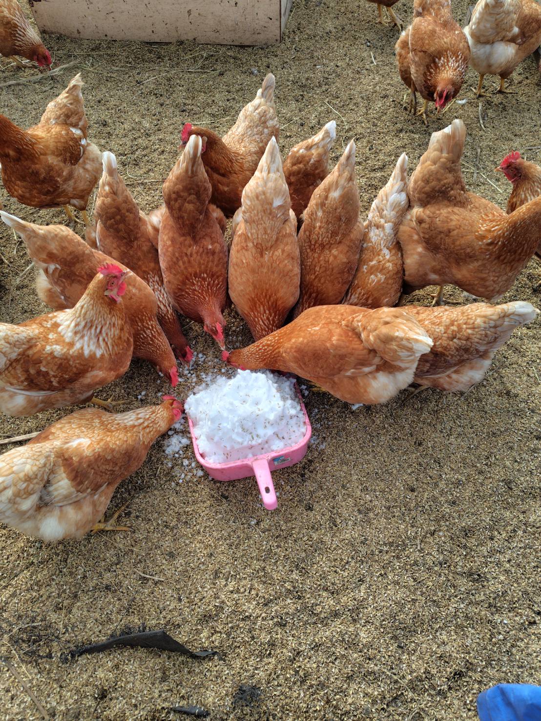 化学肥料不使用の自然農法野菜